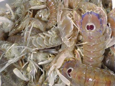 Cicala di Mare Frutti di mare